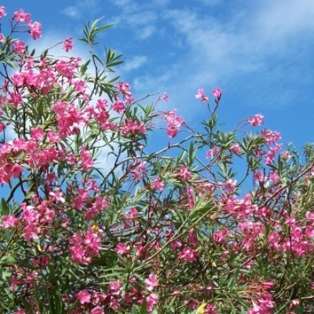 Schildläuse auf Oleander