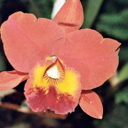 Orchideen mit Kaffee zum Blühen bringen