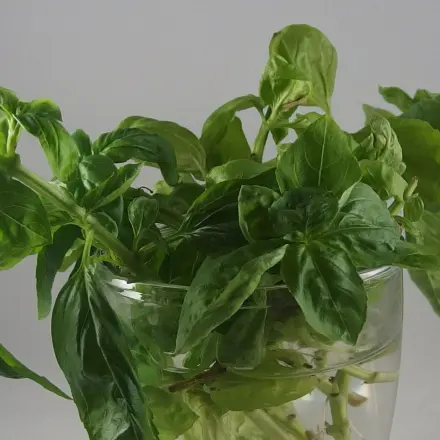 Basilikum! Immer frisch auf den Tisch - billigst!