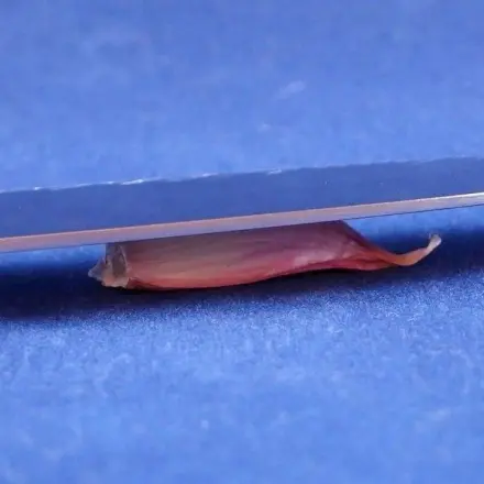 Knoblauch einfach schälen