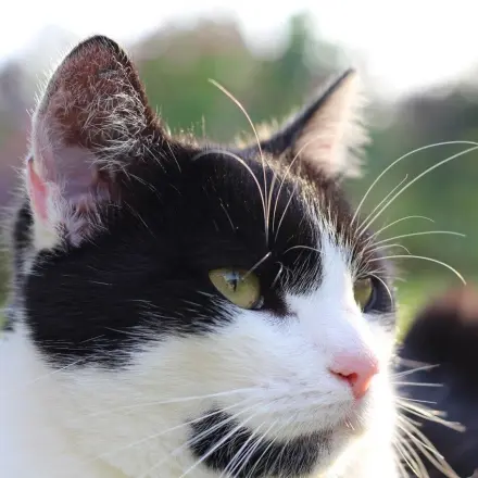 Backpulver gegen Geruch im Katzenklo