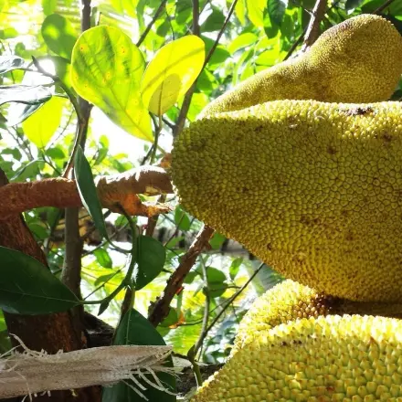 Jackfruit mit Olivenöl entfernen