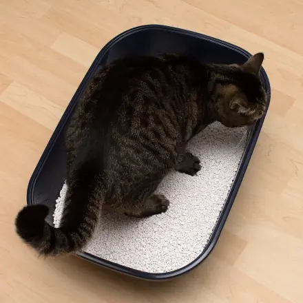 Katzenklo reinigen