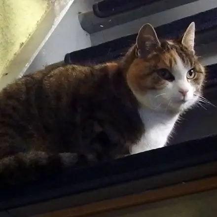 Katzenflöhe