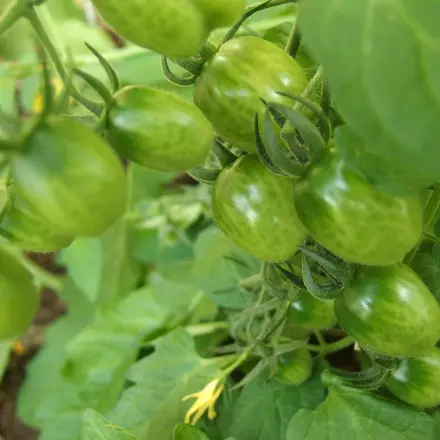 Tomatenfäule / Braunfäule