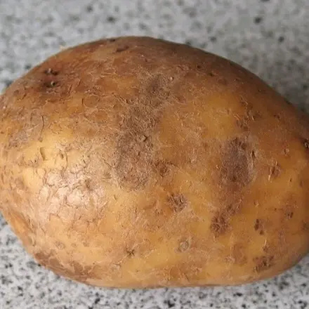 Schwarze Flecken auf den Kartoffeln