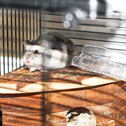 Wie richte ich meinen Hamsterkäfig richtig ein?