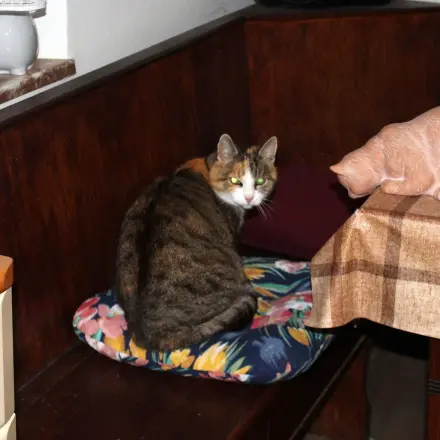 Katzen aneinander gewöhnen