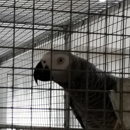 Reinigung von Kleintierkäfigen