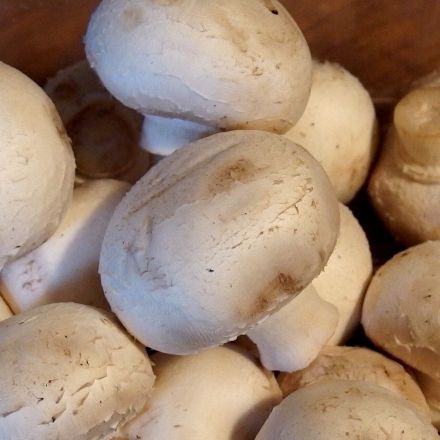 Champions Champignons (schnell und einfach)