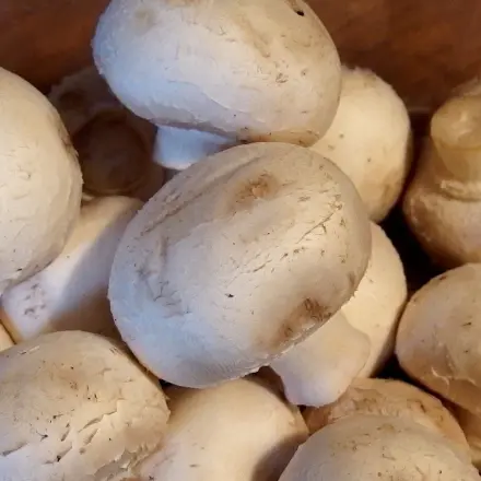 Champions Champignons (schnell und einfach)