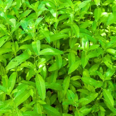 Pfefferminzblätter gegen Zecken & Flöhe bei Haustieren