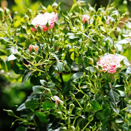 Trauerfliegen in den Blumen - todsicher bekämpfen mit Flohschutzspray