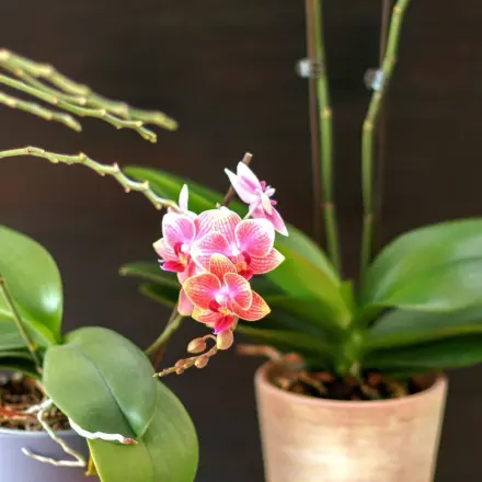 Orchideen blühen leichter