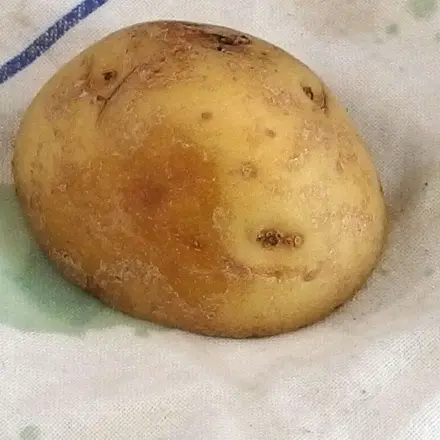 Grasflecken - weg mit Kartoffeln