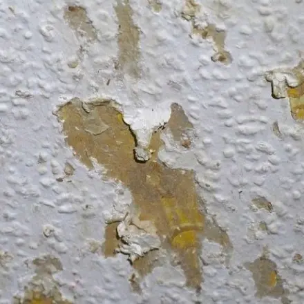 Kaninchen frisst die Wände und Kabel an