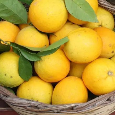 Lust auf fruchtigen Orangenwein?