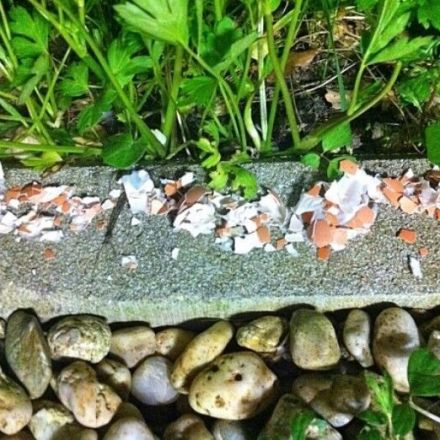 Schneckenabwehr mit Eierschalen