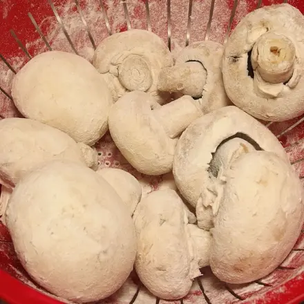 Pilze putzen - noch einfacher