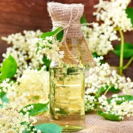 Holundersirup herstellen