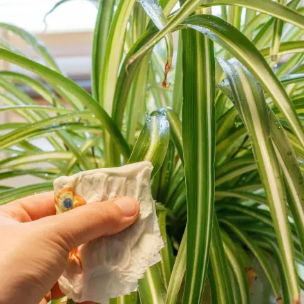 Glänzende Pflanzenblätter mit Bier