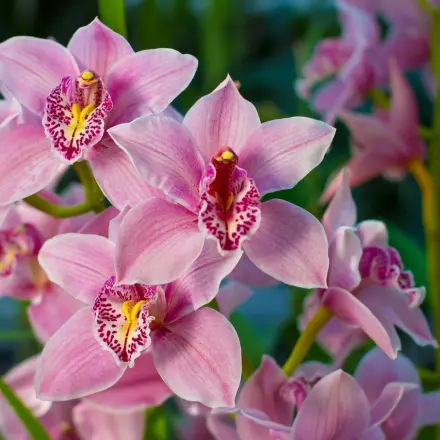 Orchideen düngen