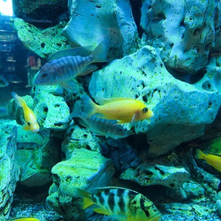 Aquariumscheiben reinigen (Algen usw.)