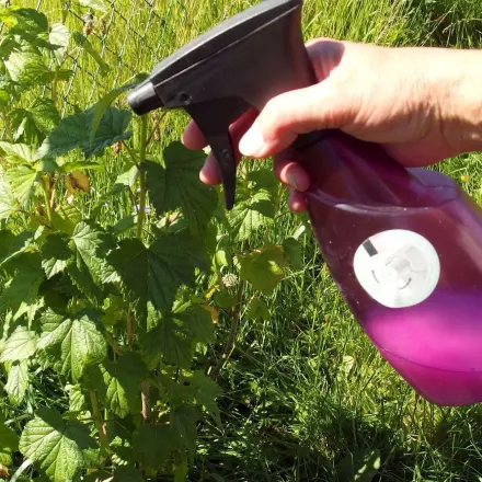 Wasser-Milch-Gemisch gegen Mehltau