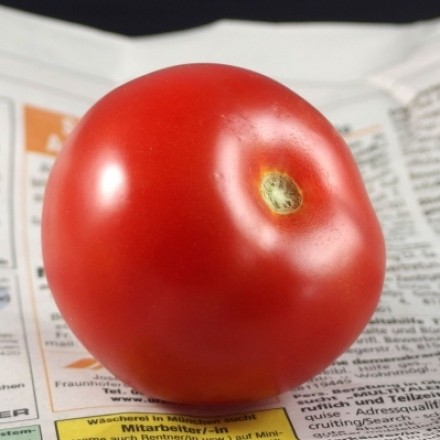 Tomaten reifen in Zeitungspapier nach
