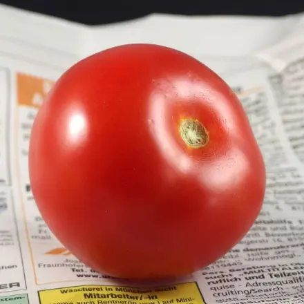 Tomaten reifen in Zeitungspapier nach