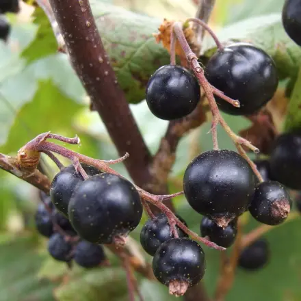 Johannisbeersaft gegen Blasenentzündung