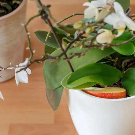 Orchideen zum Blühen bringen mit Apfelstück