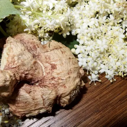 Heißer Holunderblütendrink mit Ingwer