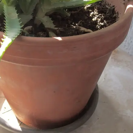 Tontöpfe auf Vordermann bringen