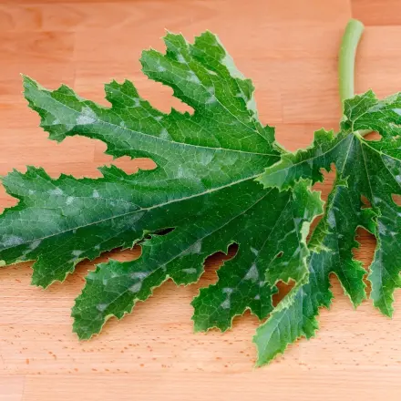 Echtem Mehltau vorbeugen bzw. ihn bekämpfen