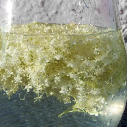 Holunderblütenlimonade