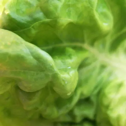 Welker Kopfsalat wieder frisch mit Eiswasser