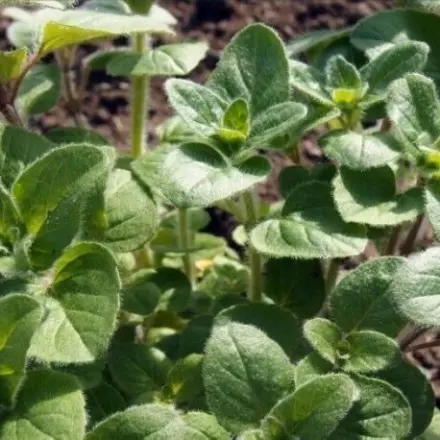 Pflanzenschädlinge eingeschleppt durch Küchenkräuter