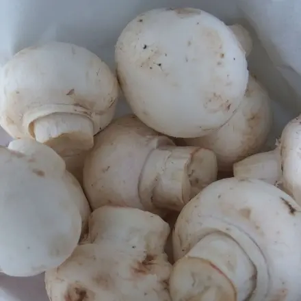 Tipps zu Champignons
