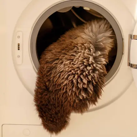 Lammfell oder Schaffell waschen