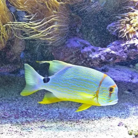 Filtermaterial für Aquariumpumpen billiger