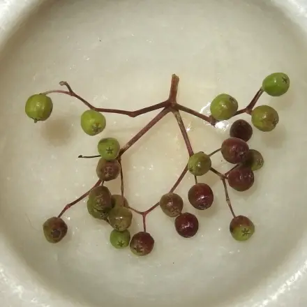 Falsche Kapern aus Holunderbeeren selber machen