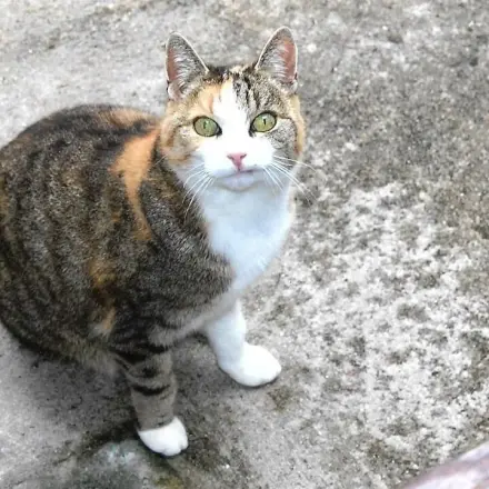 Katzen vom Sandkasten fernhalten