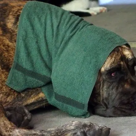 Hunde (Vierbeiner, Tiere) bei Hitze kühlen