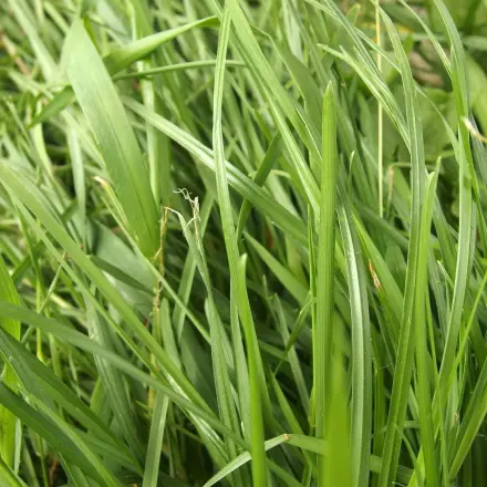 Grasflecken - Milch hilft