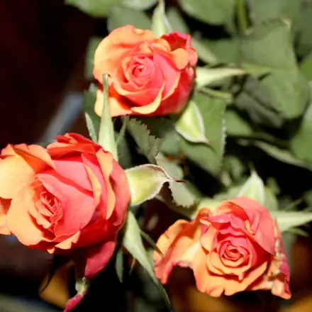 Schnittblumen halten länger