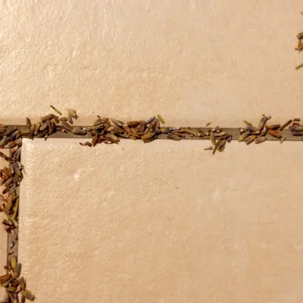 Lavendelduft gegen Silberfische