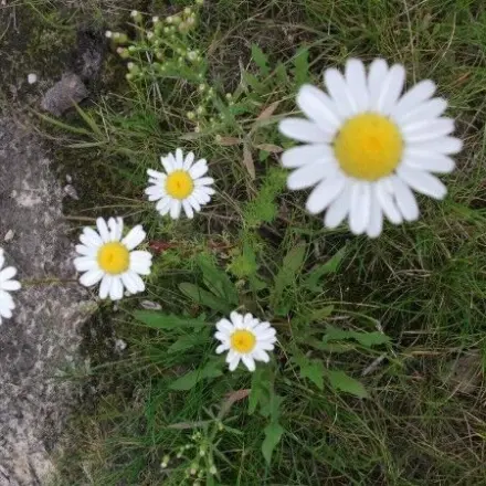 Ersatz für Kapern - Gänseblümchenkapern