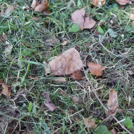 Laub entfernen und gleichzeitig Gras schneiden