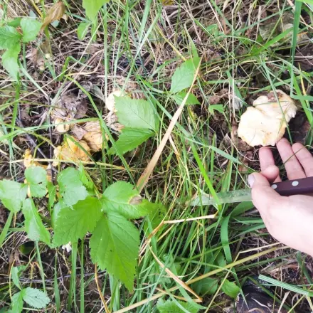 Leckeres Pilzgericht mit Leber und Bandnudeln